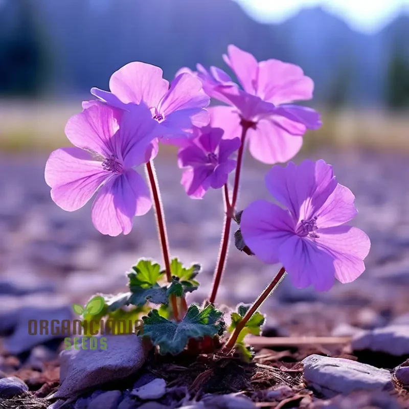 Light Violet Climbing Geranium Seeds – Vertical Garden Blooms for Vibrant Displays