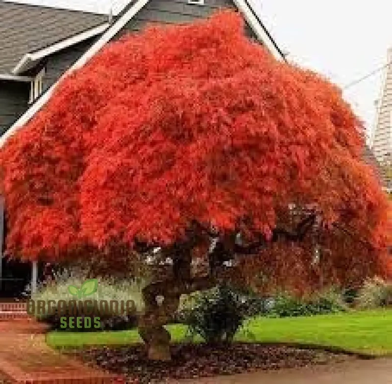 Japanese Maple Seeds 100pcs, 100 Japanese Maple Seeds Pack, Purchase Japanese Maple Seeds Online, Japanese Maple Seed Packets