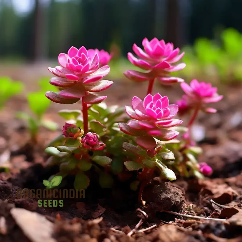 Rose Colored Star Flowers Seeds, Perennial Decorative Groundcover House Plants