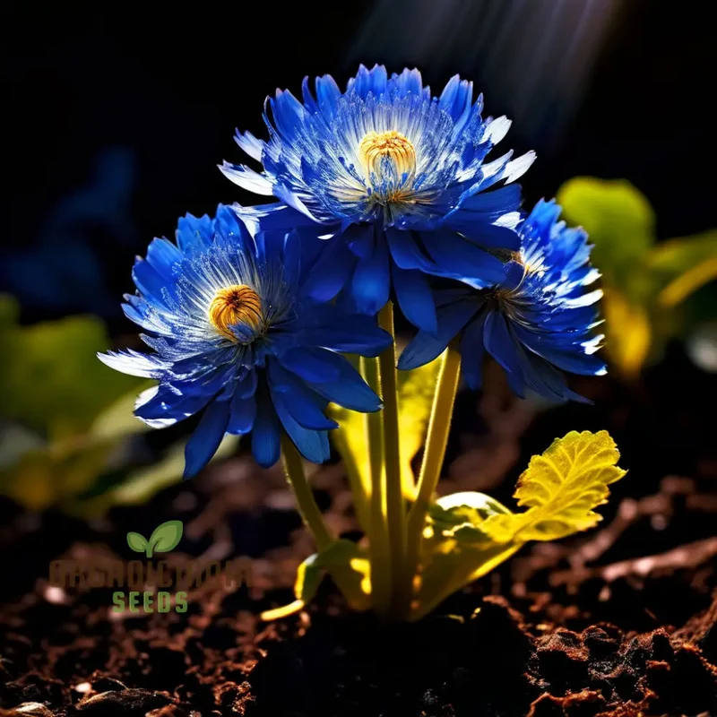 Blue Marigold Flower Seeds - Rare Indigo Blooms for Distinctive Garden Charm