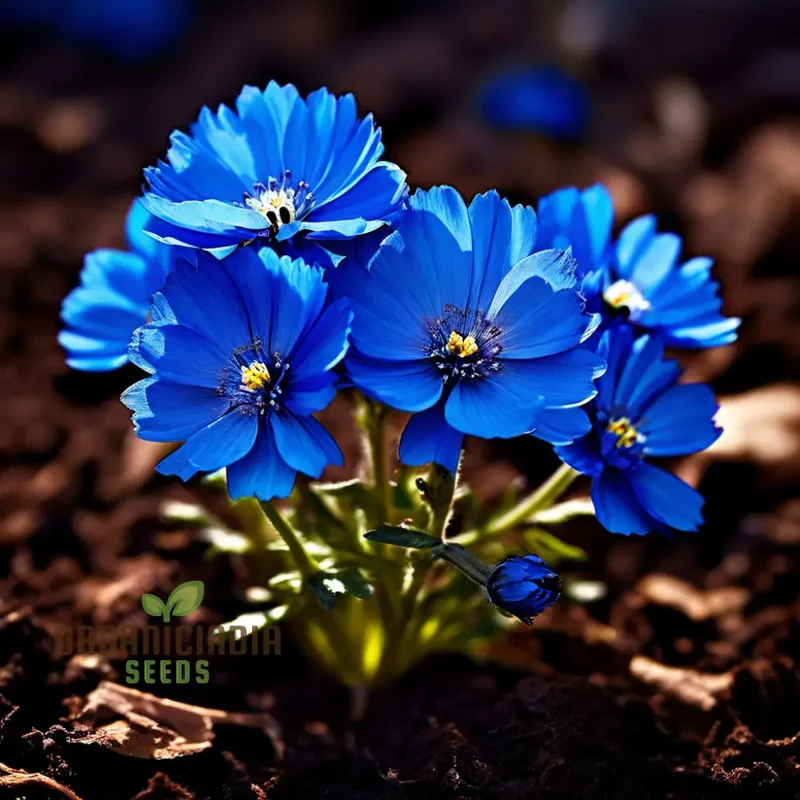 Blue Marigold Flower Seeds - Rare Indigo Blooms for Distinctive Garden Charm