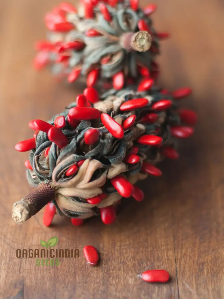 Discover the Elegance and Charm of Magnolia Fruit Seeds, Find High-Quality Seeds for Planting at Leading Garden Centers