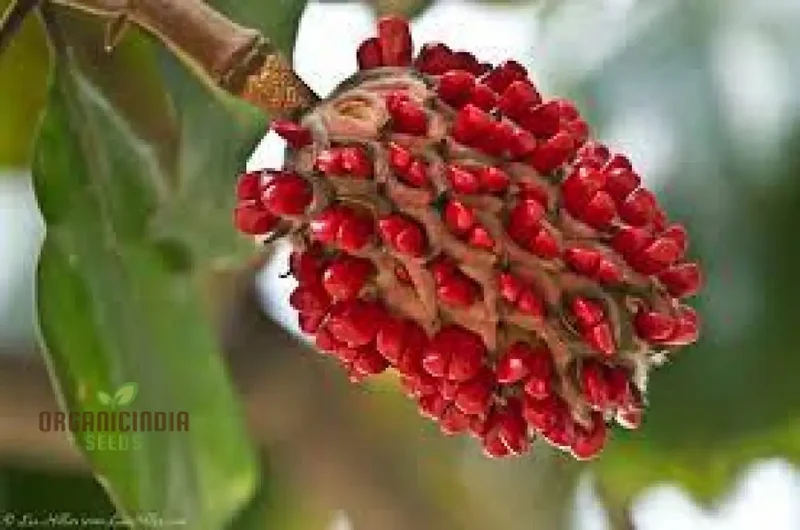 Discover the Elegance and Charm of Magnolia Fruit Seeds, Find High-Quality Seeds for Planting at Leading Garden Centers