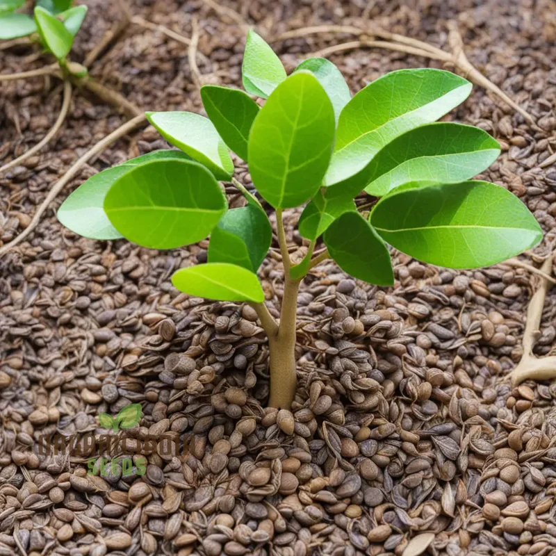 Cultivate Citrus Bliss, Kaffir Lime Tree Seeds for Your Lush Garden Oasis
