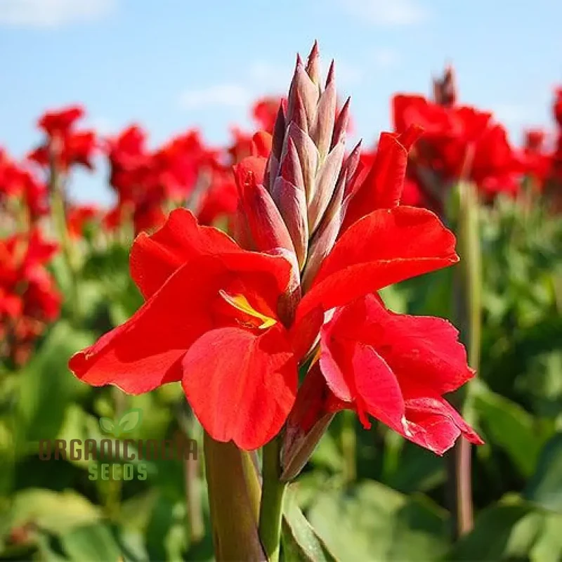 Tall Canna Lily Mix Seeds, Striking Varieties for Majestic Garden Displays - Premium Flower Seeds for Planting and Gardening Success
