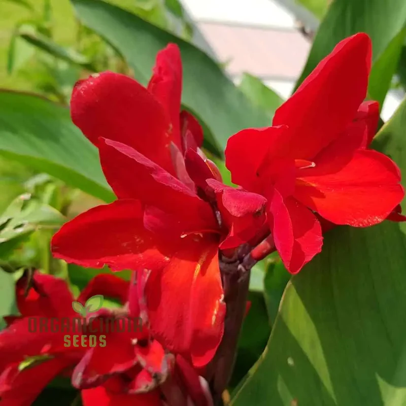 Tall Canna Lily Mix Seeds, Striking Varieties for Majestic Garden Displays - Premium Flower Seeds for Planting and Gardening Success