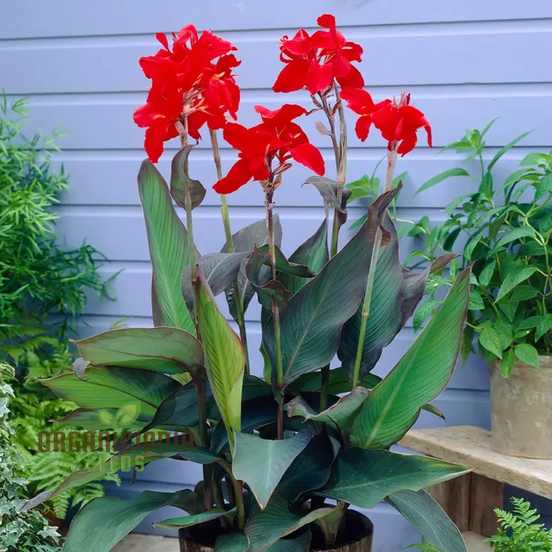 Tall Canna Lily Mix Seeds, Striking Varieties for Majestic Garden Displays - Premium Flower Seeds for Planting and Gardening Success