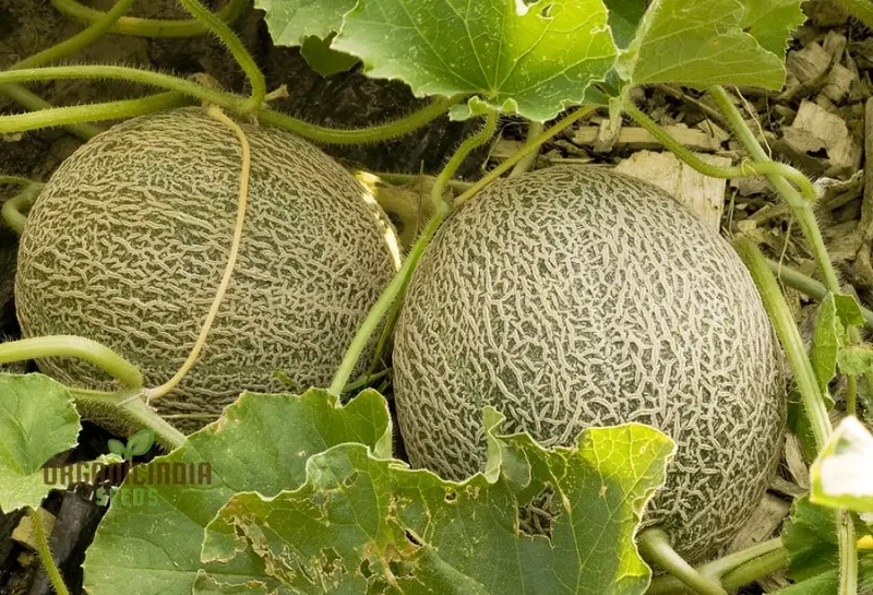 Bask in Garden Splendor, Organic Rocky Ford Green Flesh Melon Heirloom Seeds For Planting