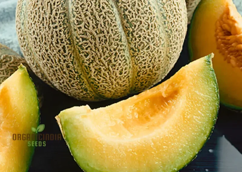 Bask in Garden Splendor, Organic Rocky Ford Green Flesh Melon Heirloom Seeds For Planting