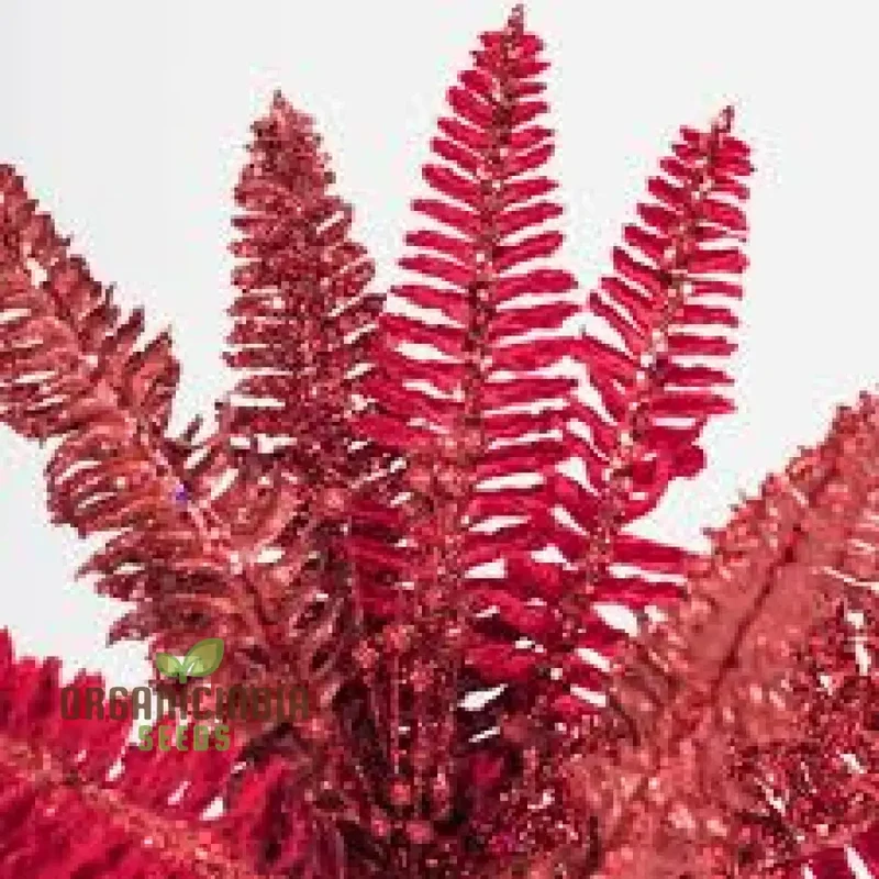 High-Quality 100pcs Fern Plant Seeds Red, Non-GMO 100pcs Red Fern Plant Seeds, 100pcs Red Fern Seeds for Planting, 100pcs Red Fern Spores