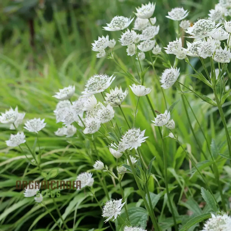 Masterwort Flower Seeds, Cultivate Elegant Blooms for Timeless Garden Beauty - Premium Seeds for Planting and Gardening Delight