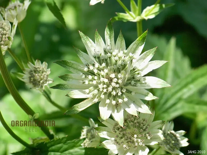 Masterwort Flower Seeds, Cultivate Elegant Blooms for Timeless Garden Beauty - Premium Seeds for Planting and Gardening Delight