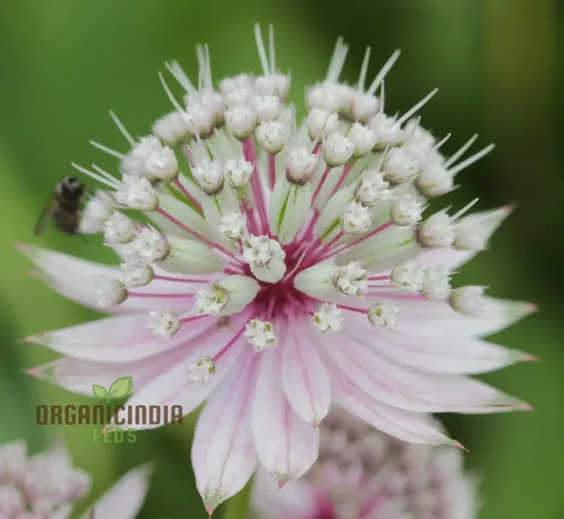 Masterwort Flower Seeds, Cultivate Elegant Blooms for Timeless Garden Beauty - Premium Seeds for Planting and Gardening Delight
