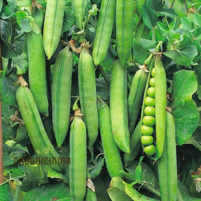 Premium Pea Vegetable Seeds For Planting, Grow Delicious Peas in Your Garden