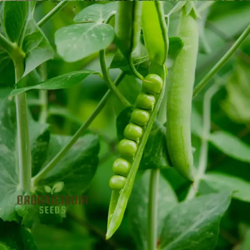 Premium Pea Vegetable Seeds For Planting, Grow Delicious Peas in Your Garden