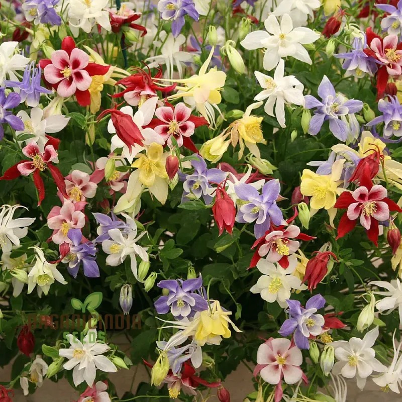 Columbine Seeds – Delicate, Colorful Blooms for Garden Planting