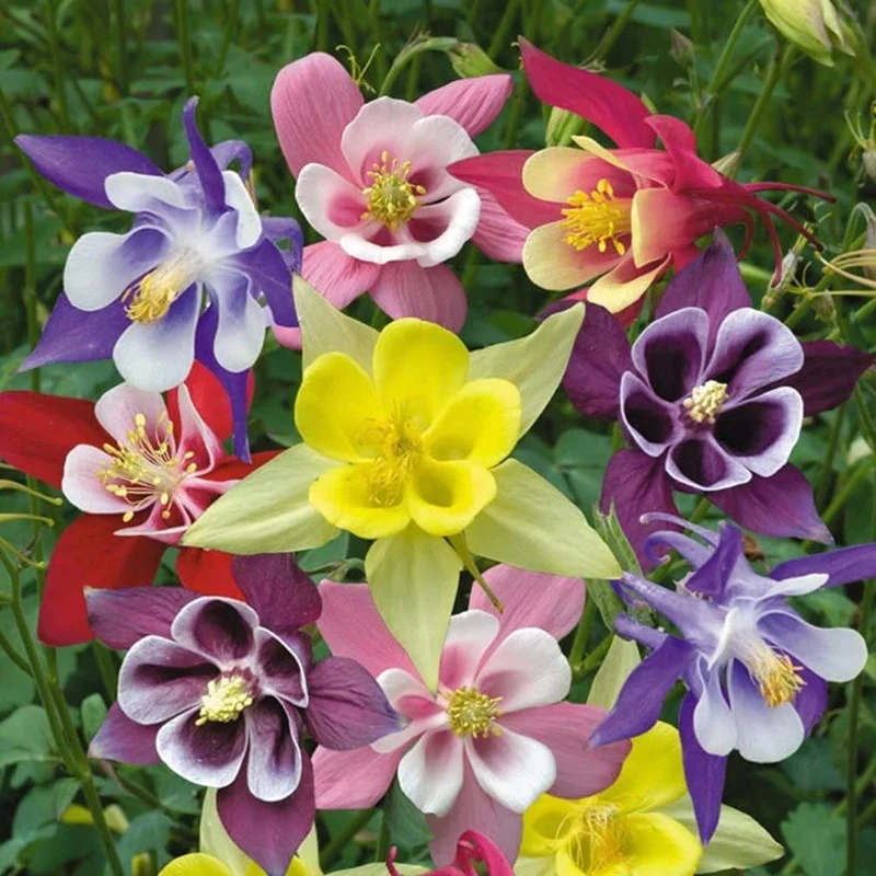 Columbine Seeds – Delicate, Colorful Blooms for Garden Planting