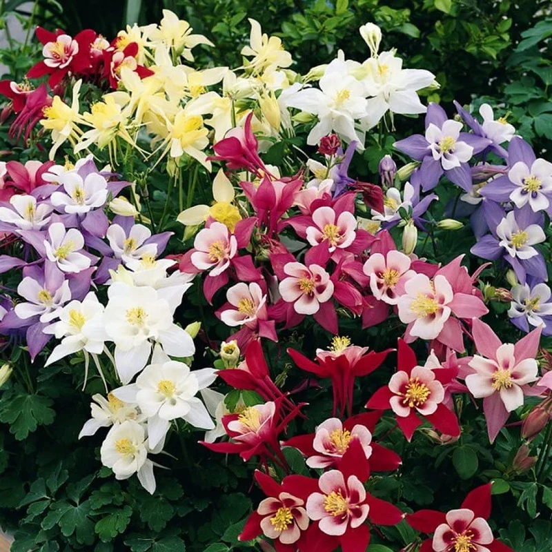 Columbine Seeds – Delicate, Colorful Blooms for Garden Planting