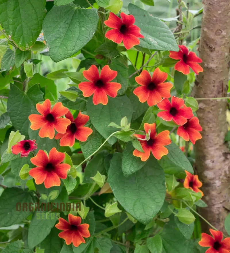 Red Thunbergia Alata Flower Seeds, Vibrant Blooms for Cascading Garden Splendor