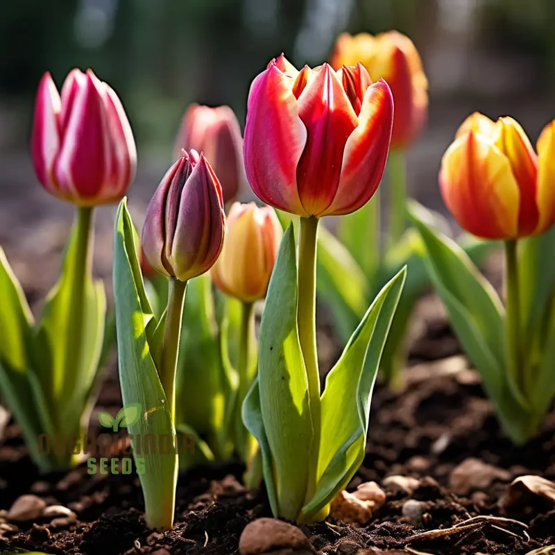 Mixed Tulip Flower Seeds – Premium Seeds for Planting and Vibrant Spring Blooms