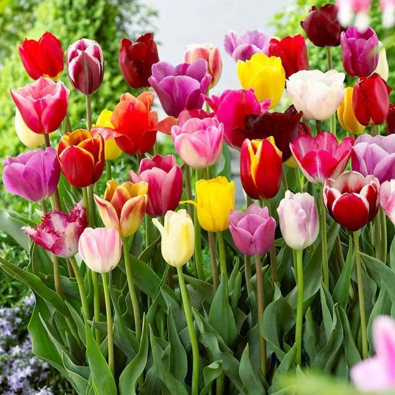 Mixed Tulip Flower Seeds – Premium Seeds for Planting and Vibrant Spring Blooms