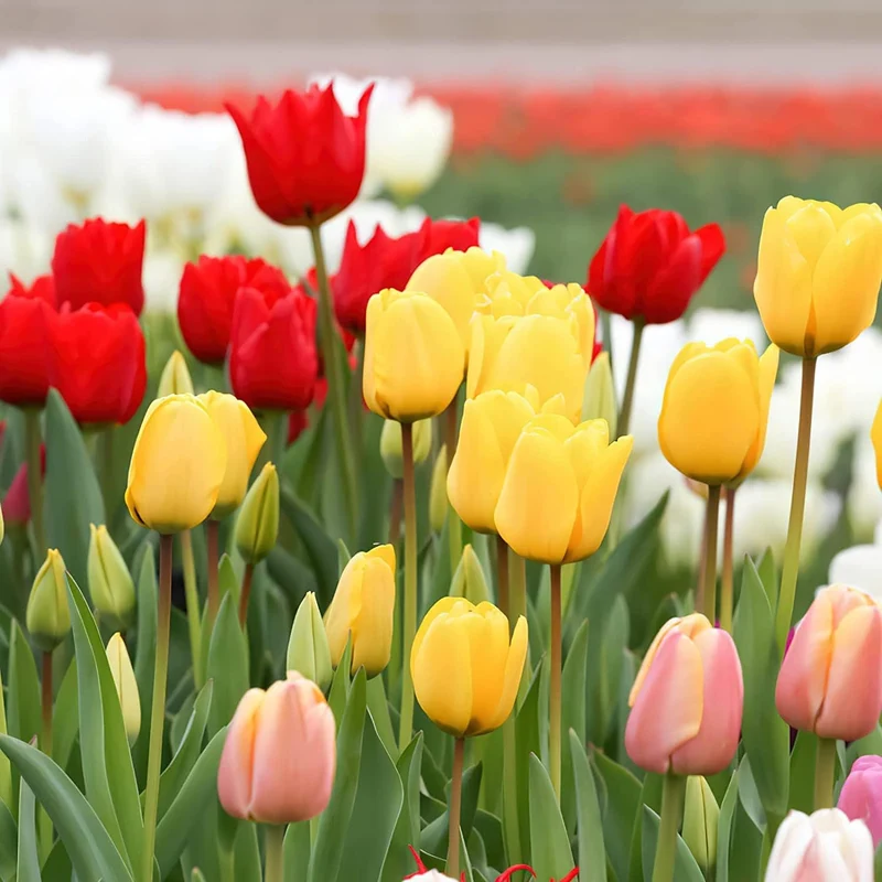 Mixed Tulip Flower Seeds – Premium Seeds for Planting and Vibrant Spring Blooms