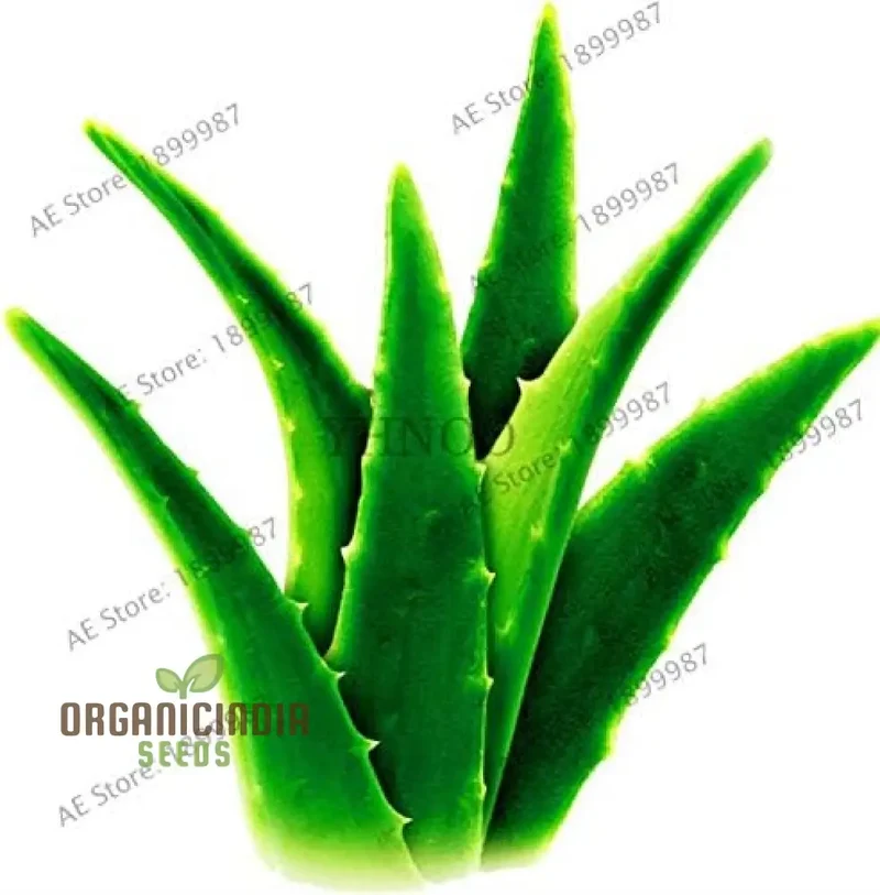 Edible Aloe Vera Seeds, Multi-Color Aloe Vera Seeds
