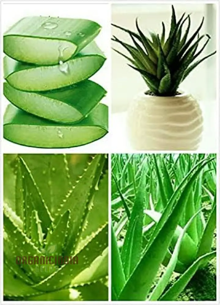 Edible Aloe Vera Seeds, Multi-Color Aloe Vera Seeds