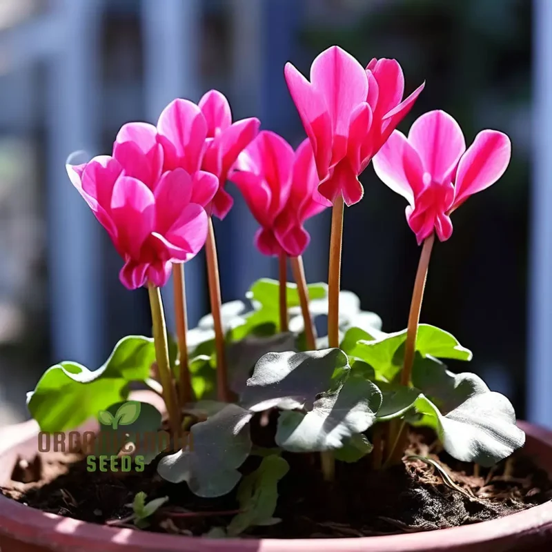 Cyclamen Flower Seeds, Premium Seeds for Planting and Gardening - Cultivate Elegant and Vibrant Blooms for a Stunning Garden Display