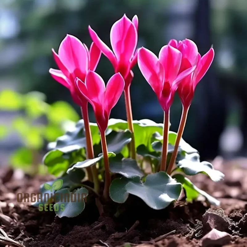 Cyclamen Flower Seeds, Premium Seeds for Planting and Gardening - Cultivate Elegant and Vibrant Blooms for a Stunning Garden Display