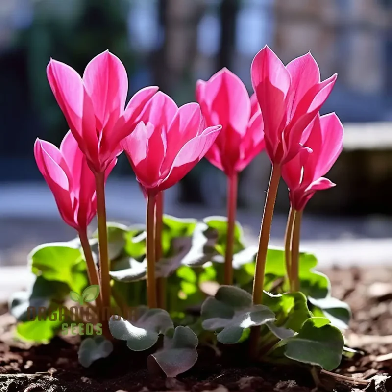 Cyclamen Flower Seeds, Premium Seeds for Planting and Gardening - Cultivate Elegant and Vibrant Blooms for a Stunning Garden Display