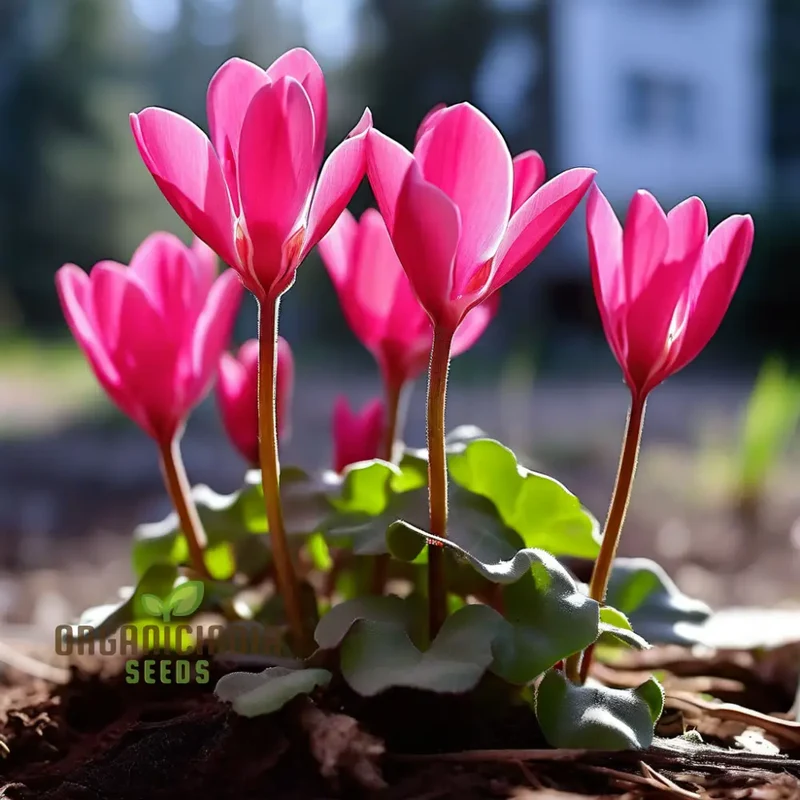 Cyclamen Flower Seeds, Premium Seeds for Planting and Gardening - Cultivate Elegant and Vibrant Blooms for a Stunning Garden Display