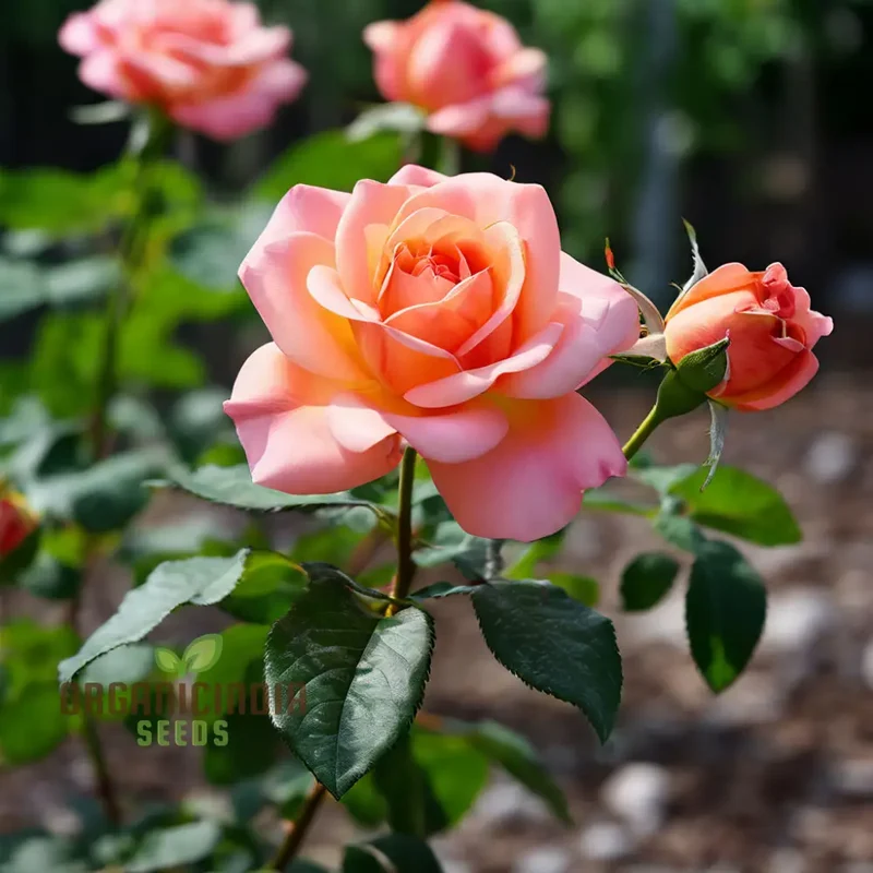 Peach Climbing Rose Flower Seeds - Graceful Vines for Romantic Garden Trellises