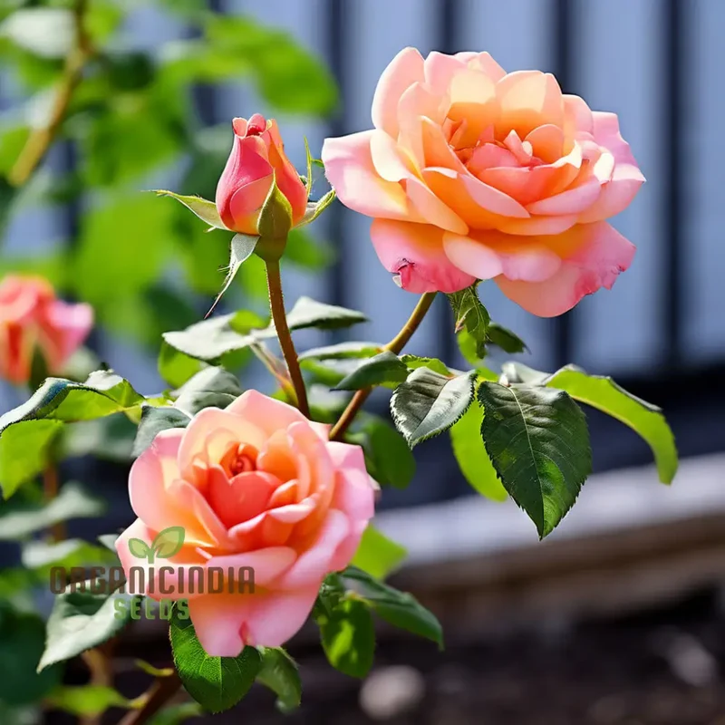 Peach Climbing Rose Flower Seeds - Graceful Vines for Romantic Garden Trellises