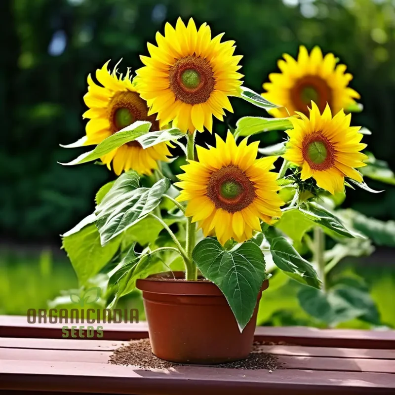 Sunflower Seed Mix – Premium Garden Blooms for Planting