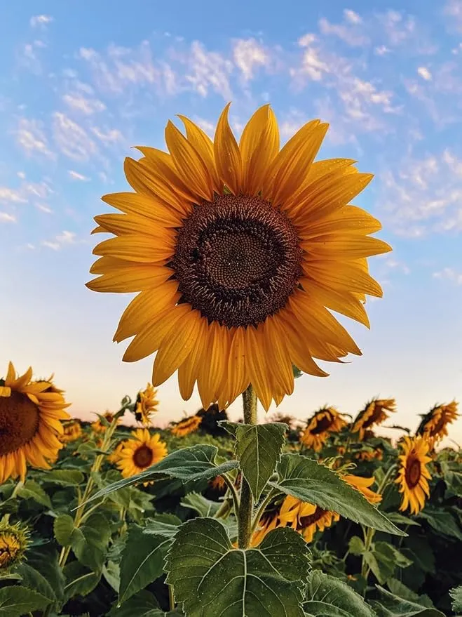 Sunflower Seed Mix – Premium Garden Blooms for Planting