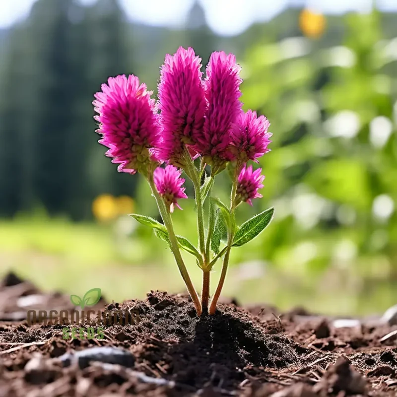 Menzies Burnet Flower Seeds, Premium Flower Seeds for Planting and Gardening - Grow Your Own Stunning Menzies Burnet Flowers for a Vibrant Garden