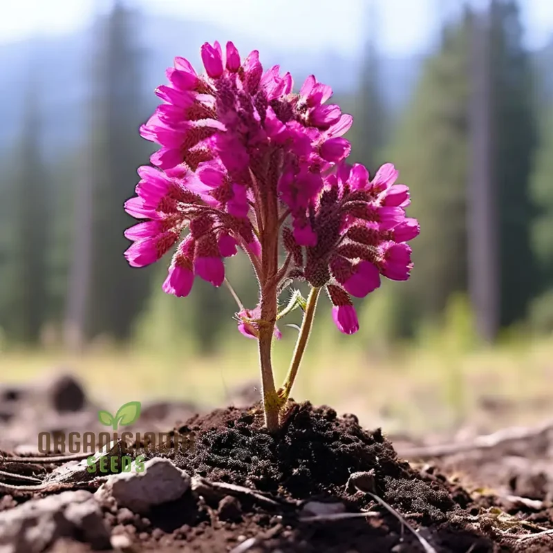 Menzies Burnet Flower Seeds, Premium Flower Seeds for Planting and Gardening - Grow Your Own Stunning Menzies Burnet Flowers for a Vibrant Garden