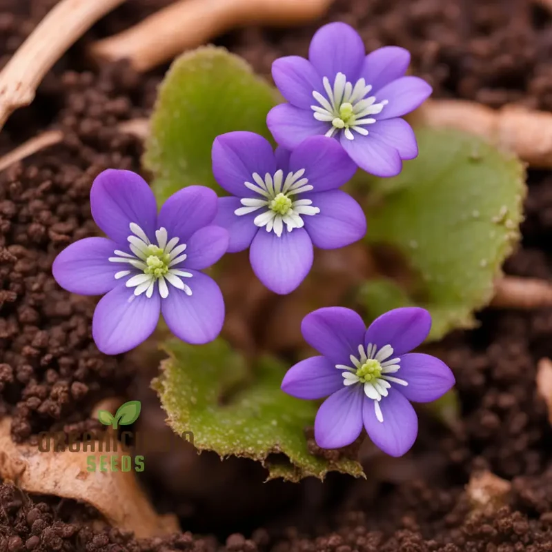 Hepatica Nobilis Seeds – Premium Woodland Bloom Variety for Elegant Gardens