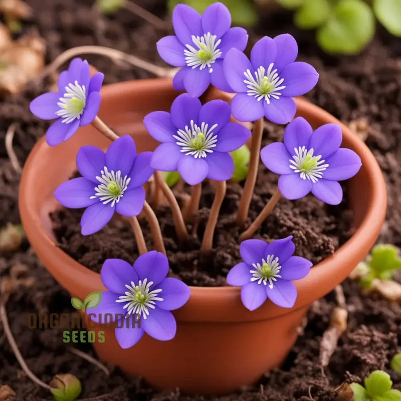 Hepatica Nobilis Seeds – Premium Woodland Bloom Variety for Elegant Gardens