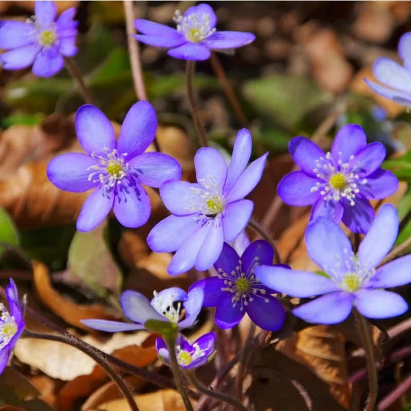 Hepatica Nobilis Seeds – Premium Woodland Bloom Variety for Elegant Gardens
