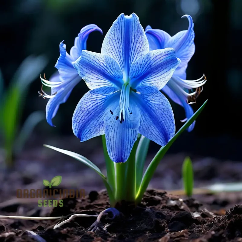 Blue Amaryllis Lily Seeds, Premium Blue Belladonna and Lily Seeds for Planting and Gardening, Cultivate Exquisite Blue Blooms in Your Garden