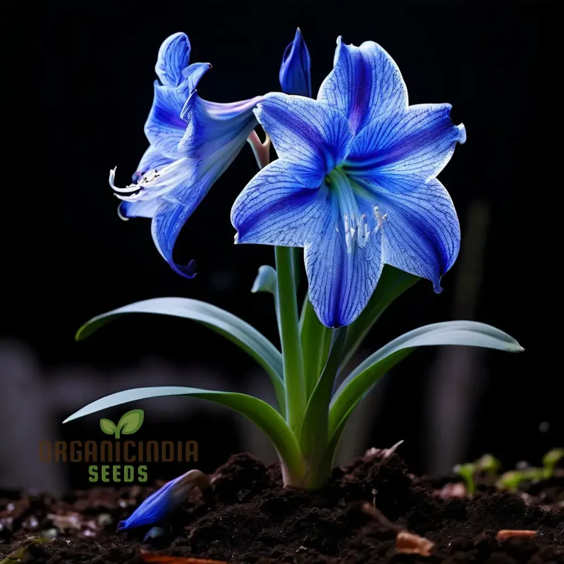 Blue Amaryllis Lily Seeds, Premium Blue Belladonna and Lily Seeds for Planting and Gardening, Cultivate Exquisite Blue Blooms in Your Garden