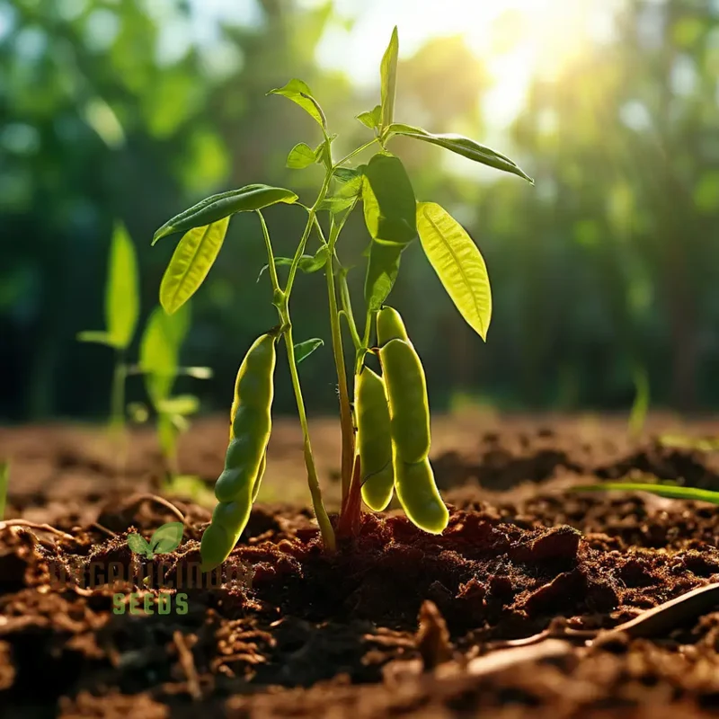 Versatile Sword Bean Seeds For Planting, Ornamental Beauty and Culinary Delight for Your Garden