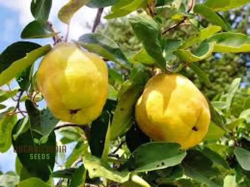 Premium 80pcs Giant Quince Seeds for Planting, Fresh 80pcs Giant Quince Tree Seeds, High-Quality 80pcs Giant Quince Tree Seeds