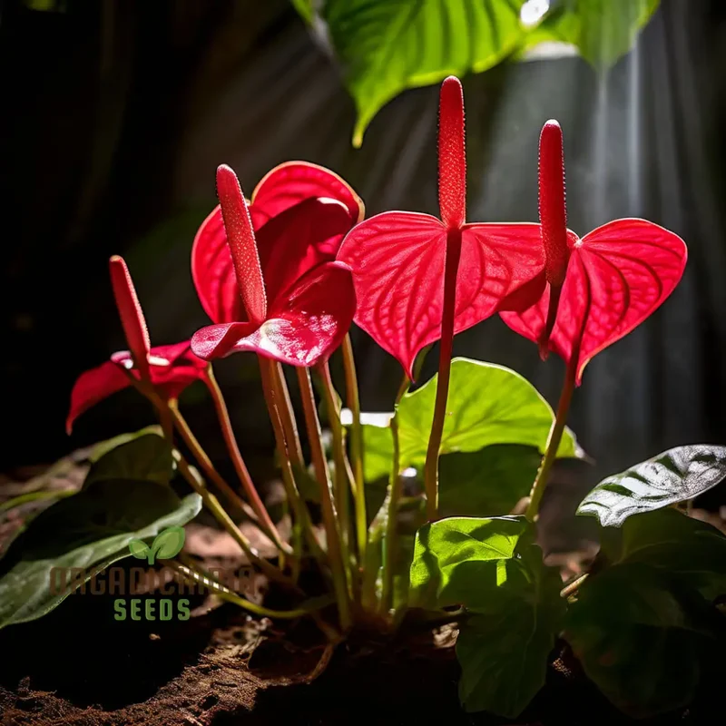 Anthurium Andreanna Flower Seeds, Mixed Fresh Varieties for Planting and Gardening - Cultivate Stunning Anthurium Blooms in Your Garden