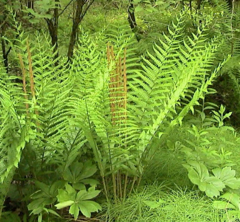 Green Cinnamon Fern Spores Plant Seeds