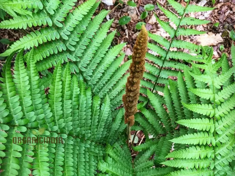 Green Cinnamon Fern Spores Plant Seeds