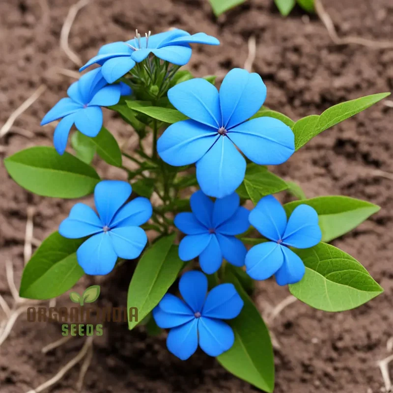 Plumbago Seeds – Blue Garden Blooms for Easy Outdoor Planting