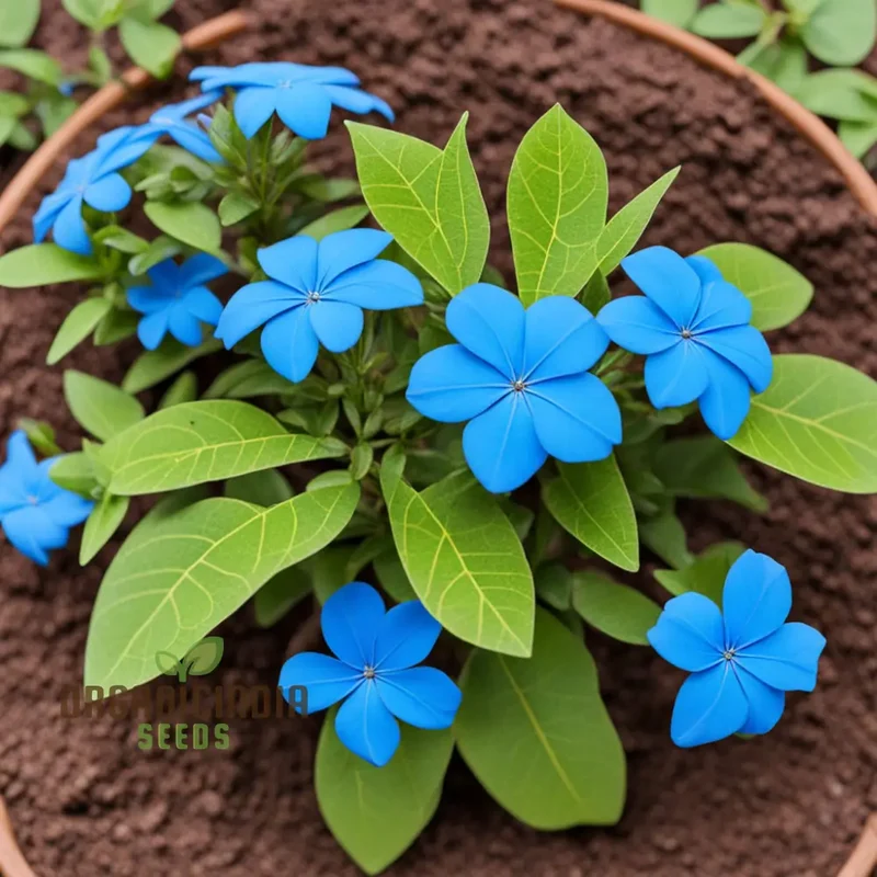 Plumbago Seeds – Blue Garden Blooms for Easy Outdoor Planting